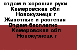 отдам в хорошие руки - Кемеровская обл., Новокузнецк г. Животные и растения » Отдам бесплатно   . Кемеровская обл.,Новокузнецк г.